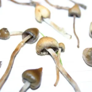 Buy Liberty Caps Australia