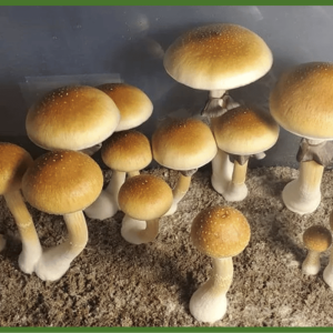 Golden Teacher magic mushroom UK