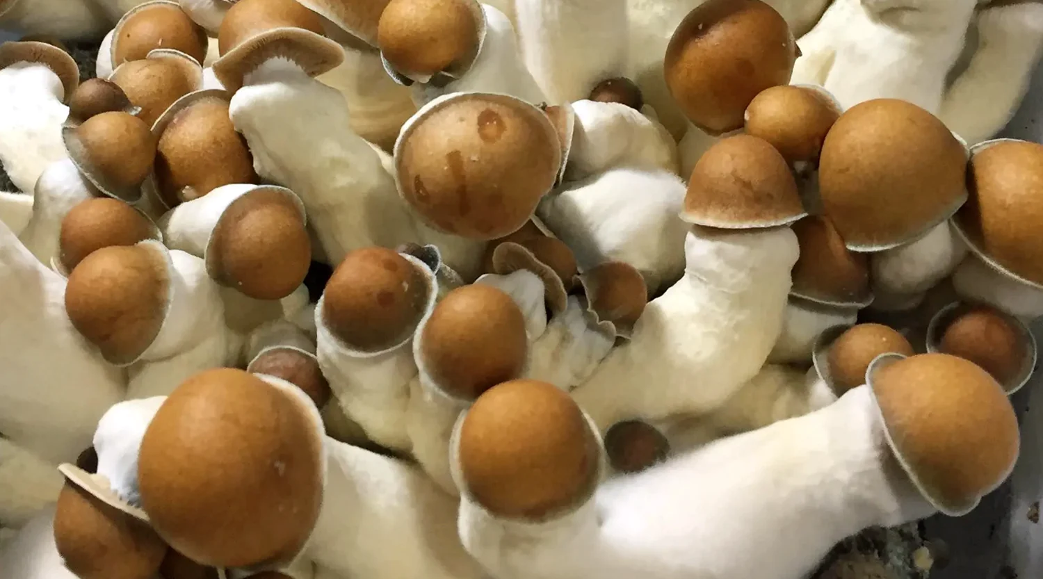 Penis envy mushroom