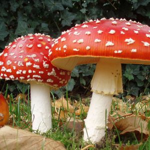 Amanita Muscaria