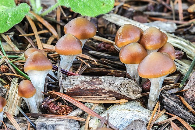 Psilocybe cyanescens UK