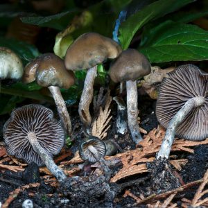 Psilocybe Baecoystis