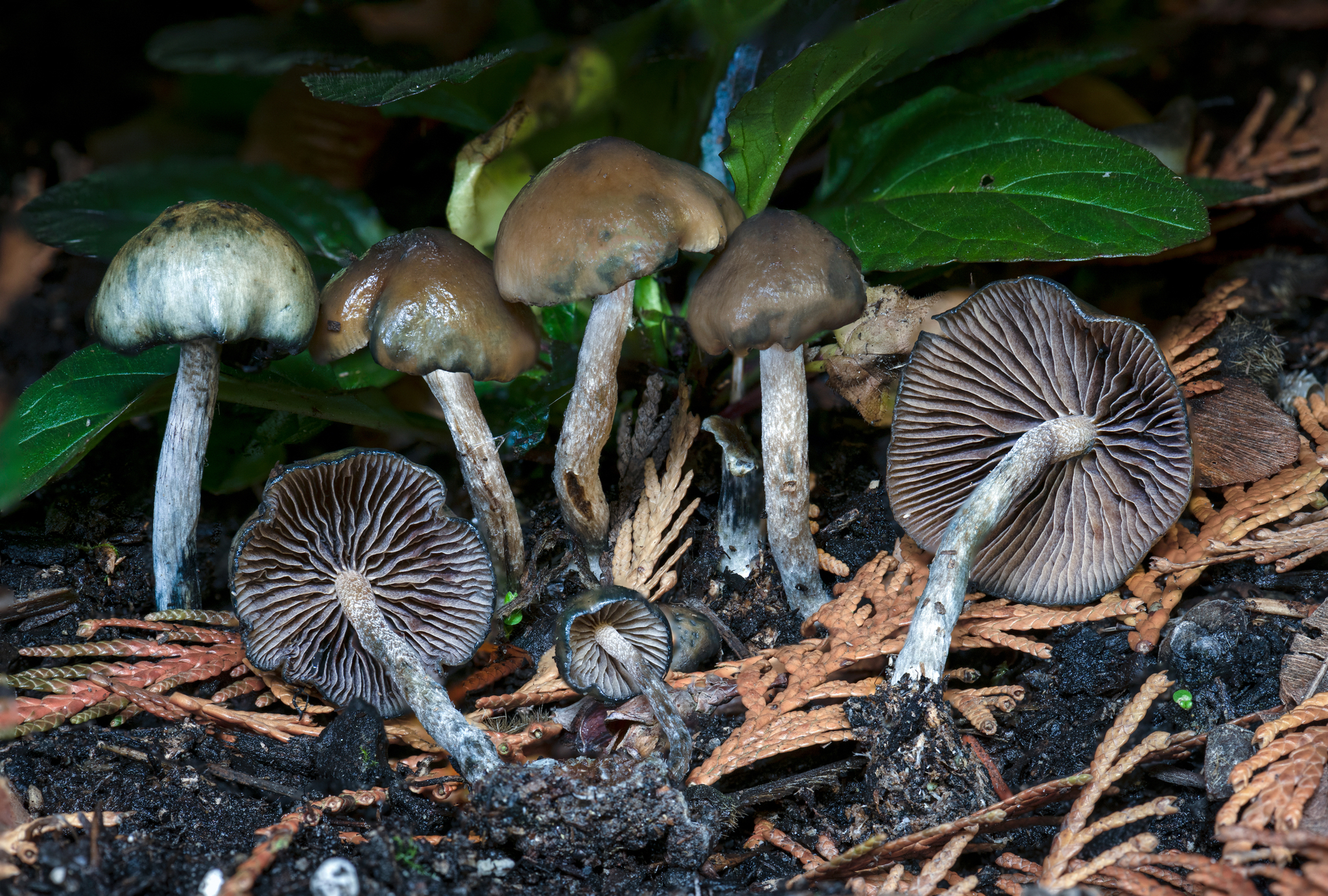 Psilocybe Baecoystis