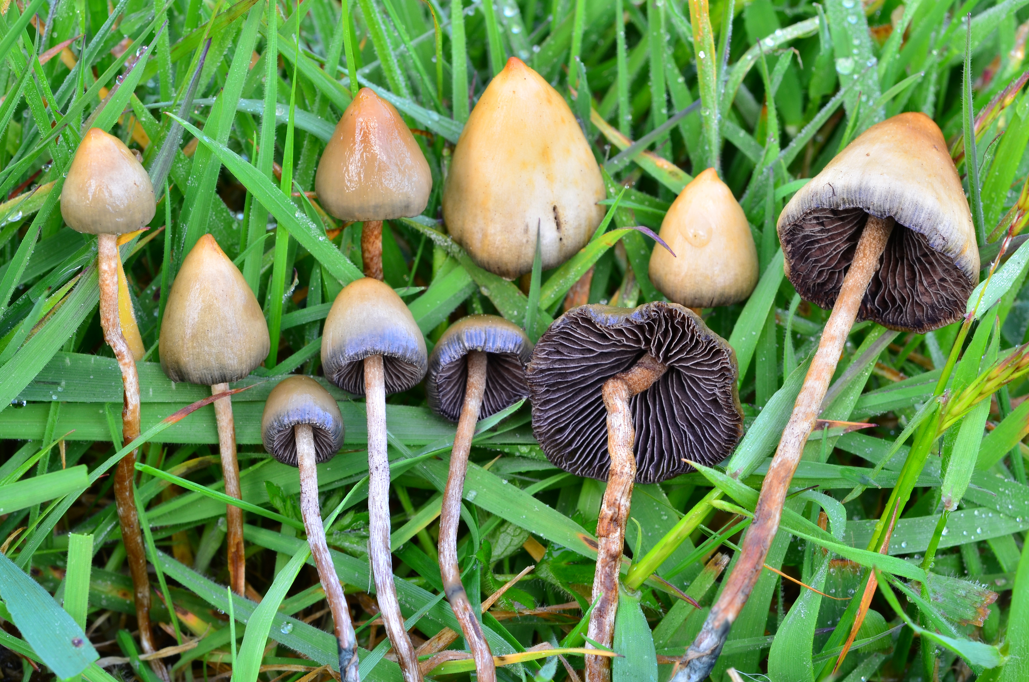 Psilocybe semilanceata UK