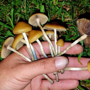 Psilocybe Mexicana Mushrooms For Sale Online