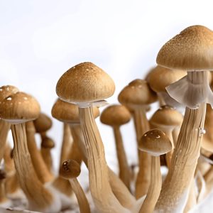 GOLDEN TEACHER PSILOCYBE CUBENSIS SPORES