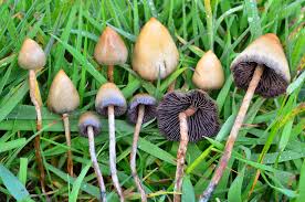 Psilocybe Mexicana