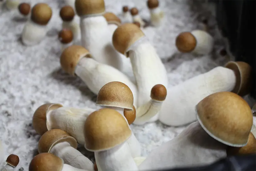 Penis envy psilocybe cubensis spores UK