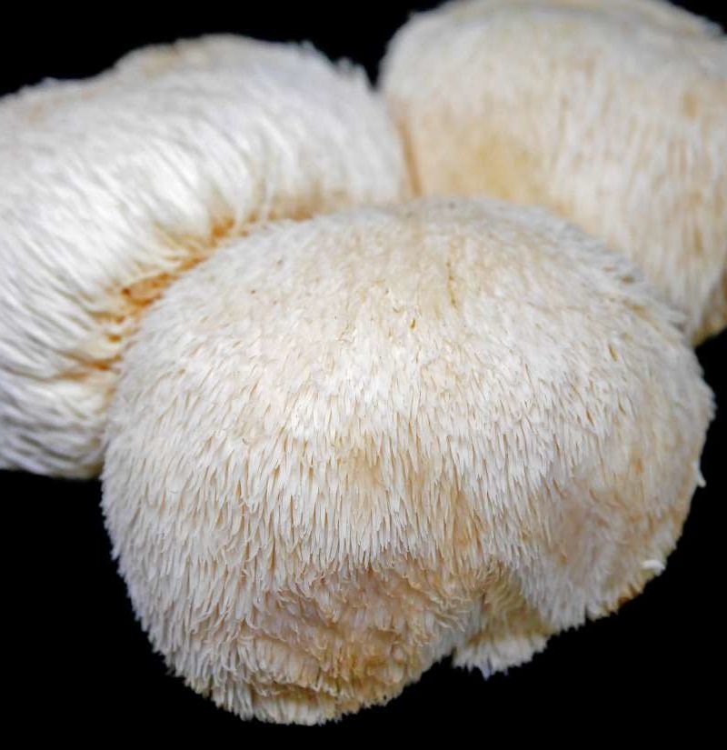 Lion's Mane shrooms UK