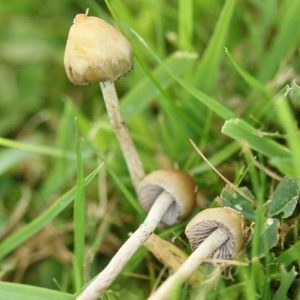 Liberty Cap Shrooms UK